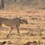 मप्र के इंदौर में नो एंट्री में घुसे बेकाबू ट्रक ने कई लोगों को कुचला, दो की मौत