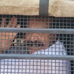 सुप्रीम कोर्ट ने दस दिन सुनवाई के बाद राष्ट्रपति के रेफरेंस पर फैसला सुरक्षित रखा