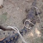 पश्चिम बंगाल में ईआरओ चयन में गड़बड़ी का आरोप, विपक्ष के नेता ने चुनाव आयोग से हस्तक्षेप की मांग की