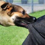 प्रधानमंत्री नरेंद्र मोदी व मुख्यमंत्री योगी आदित्यनाथ की आपत्तिजनक फोटो, सोशल मीडिया पर वायरल